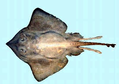 Bathyraja pallida_03.jpg